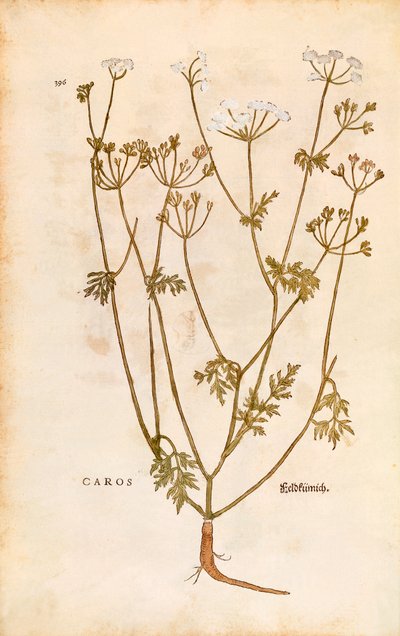 Carvi - Carum carvi (Caros) de De historia stirpium commentarii insignes, gravure en couleur - Leonhard Fuchs