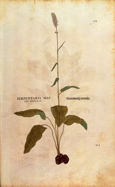 Bistorte - Persicaria bistorta par Leonhart Fuchs de De historia stirpium commentarii insignes, gravure en couleur - Leonhard Fuchs
