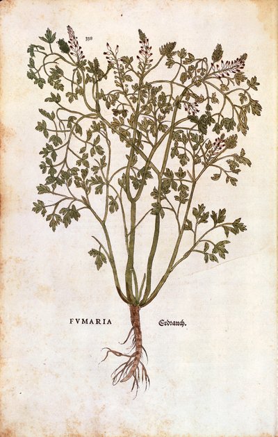 Fumeterre officinale - Leonhard Fuchs