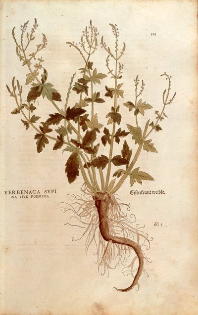 Verveine officinale - Verbena officinalis (Verbenaca supina sive foemina) de De historia stirpium commentarii insignes (Commentaires notables sur l