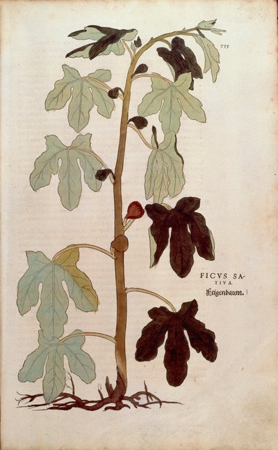 Figuier commun - Ficus carica (Ficus sativa) par Leonhart Fuchs de De historia stirpium commentarii insignes, gravure colorée - Leonhard Fuchs