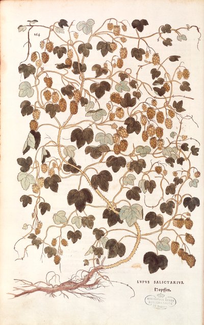 Houblon commun - Humulus lupulus par Leonhart Fuchs de De historia stirpium commentarii insignes (Notable Commentaries on the History of Plants) - Leonhard Fuchs