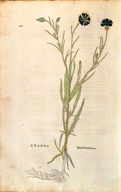 Bleuet (Centaurea cyanus) par Leonhart Fuchs de "De historia stirpium commentarii insignes" (Commentaires notables sur l