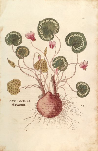 Cyclamen par Leonhart Fuchs de De historia stirpium commentarii insignes, gravure en couleur - Leonhard Fuchs