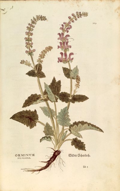 Gueule de dragon (Horminum ou Orminum sylvestre) par Leonhart Fuchs de De historia stirpium commentarii insignes (Commentaires notables sur l