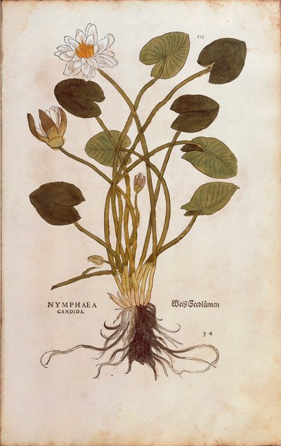 Nénuphar blanc ou Lotus blanc - Nymphaea alba par Leonhart Fuchs de De historia stirpium commentarii insignes, gravure colorée - Leonhard Fuchs