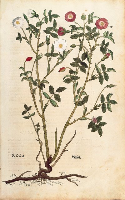 Rosier sempervirens - Rosa sempervirens, de De historia stirpium commentarii insignes (Notable Commentaries on the History of Plants) - Leonhard Fuchs