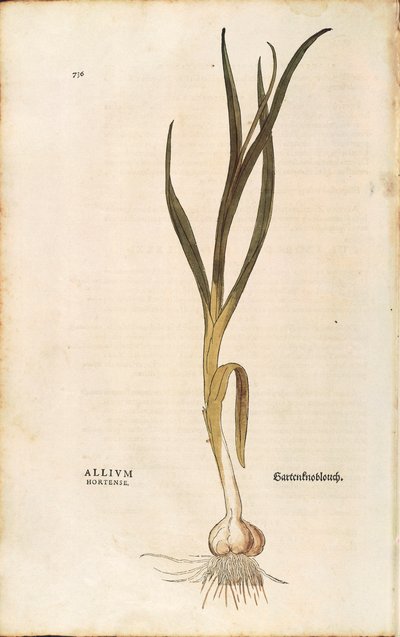 Ail - Allium sativum par Leonhart Fuchs de De historia stirpium commentarii insignes, gravure colorée - Leonhard Fuchs