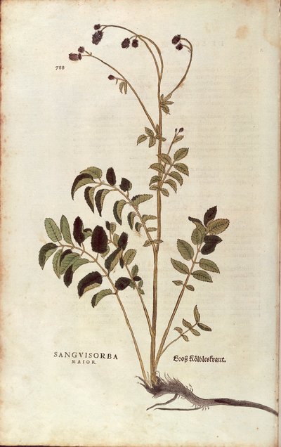 Grande pimprenelle - Sanguisorba officinalis par Leonhart Fuchs de De historia stirpium commentarii insignes, gravure colorée - Leonhard Fuchs