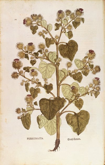 Grande bardane - Arctium lappa par Leonhart Fuchs de De historia stirpium commentarii insignes, gravure colorée - Leonhard Fuchs