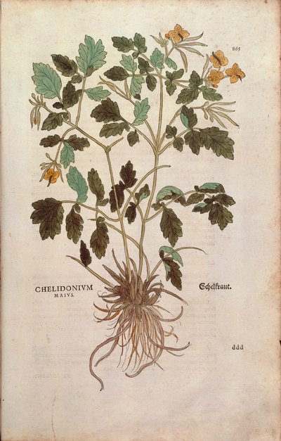 Chélidoine (Chelidonium majus) par Leonhart Fuchs de De historia stirpium commentarii insignes, gravure colorée - Leonhard Fuchs