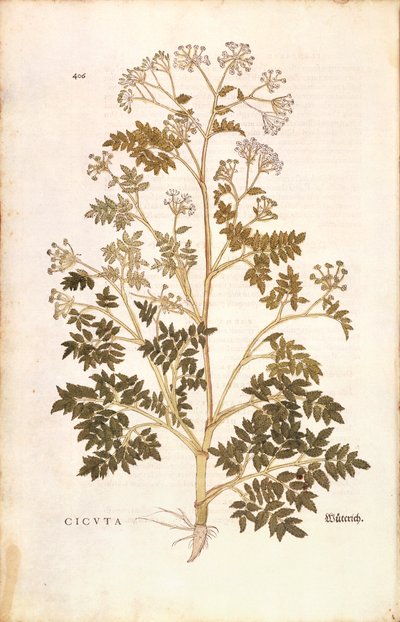 Ciguë - Conium maculatum (Cicuta) par Leonhart Fuchs de De historia stirpium commentarii insignes, gravure colorée - Leonhard Fuchs