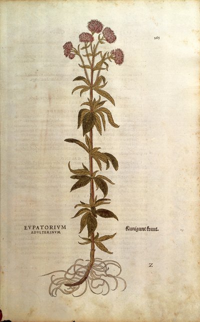 Eupatoire chanvrine - Eupatorium cannabinum (Eupatorium adulterinum) de De historia stirpium commentarii insignes (Commentaires notables sur l