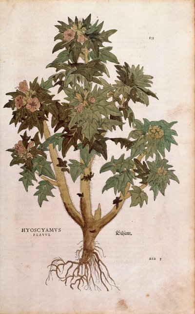 Jusquiame - Hyoscyamus niger (Hyoscyamus flavus) de De historia stirpium commentarii insignes, gravure en couleur - Leonhard Fuchs