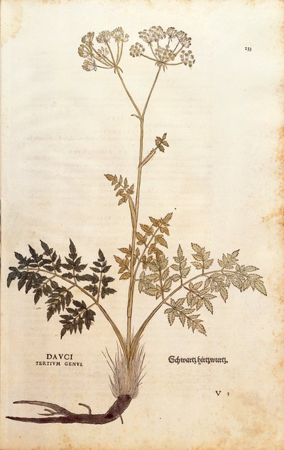 Fenouil porc - Peucedanum cervaria par Leonhart Fuchs de De historia stirpium commentarii insignes, gravure colorée - Leonhard Fuchs