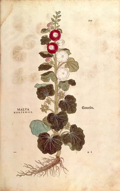 Rose trémière - Malvaceae - Alcea (Malva hortensis) de De historia stirpium commentarii insignes, gravure en couleur - Leonhard Fuchs