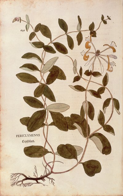 Chèvrefeuille - Lonicera periclymenum, de De historia stirpium commentarii insignes (Notable Commentaries on the History of Plants) - Leonhard Fuchs