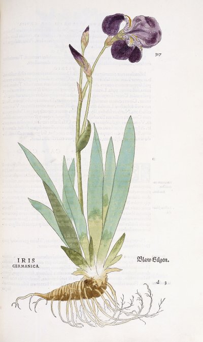 Iris Germanica, 1542 - Leonhard Fuchs