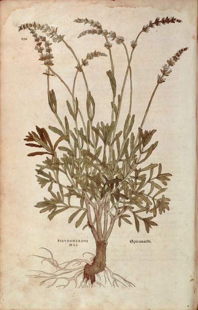 Lavande - Lavandula spica par Leonhart Fuchs de De historia stirpium commentarii insignes, gravure en couleur - Leonhard Fuchs