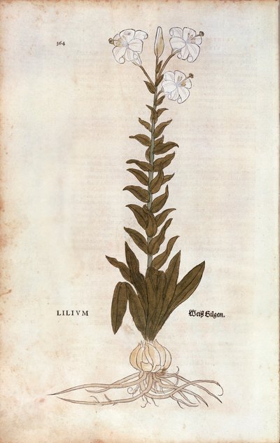 Lys (Lilium) par Leonhart Fuchs de "De historia stirpium commentarii insignes" (Commentaires notables sur l