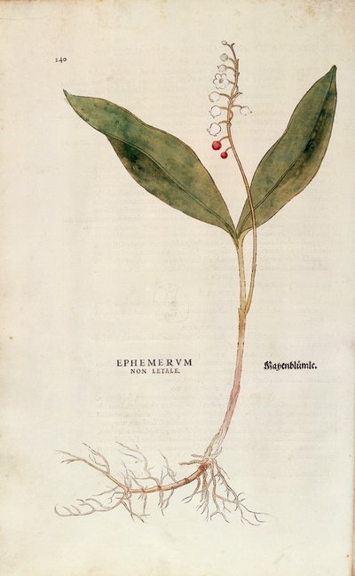 Muguet - Convallaria majalis (Ephemerum non letale) de De historia stirpium commentarii insignes (Commentaires notables sur l