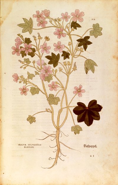 Mauve (Malva sylvestris elatior) par Leonhart Fuchs de De historia stirpium commentarii insignes (Commentaires notables sur l