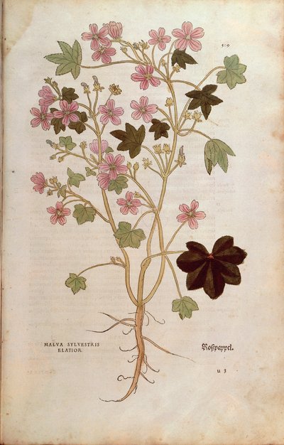 Mauve (Malva sylvestris elatior) de De historia stirpium commentarii insignes, gravure en couleur - Leonhard Fuchs