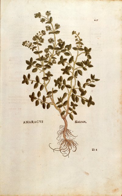 Marjolaine - Origanum majorana (Amaracus) de De historia stirpium commentarii insignes (Commentaires notables sur l