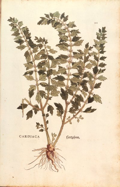 Agripaume (Leonurus cardiaca) de De historia stirpium commentarii insignes, gravure en couleur - Leonhard Fuchs