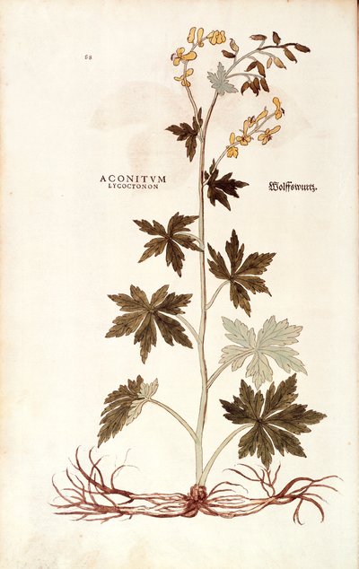 Aconit du Nord (Aconitum lycoctonum) de De historia stirpium commentarii insignes, gravure en couleur - Leonhard Fuchs