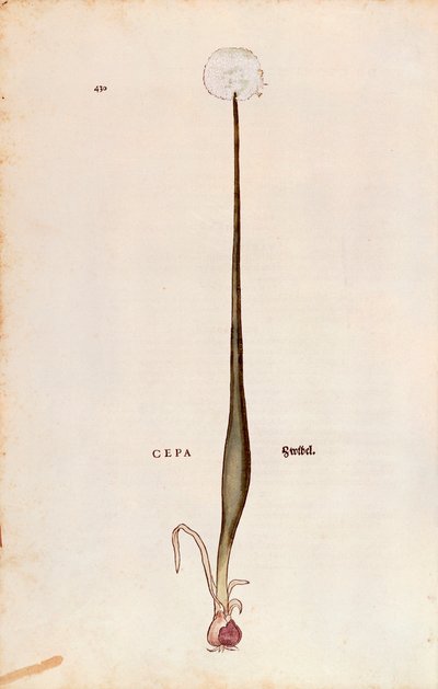Oignon (Allium cepa) par Leonhart Fuchs de De historia stirpium commentarii insignes - Leonhard Fuchs