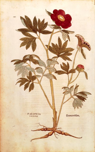 Pivoine - Paeonia officinalis (Paeonia foemina) de Leonhart Fuchs, de De historia stirpium commentarii insignes - Leonhard Fuchs