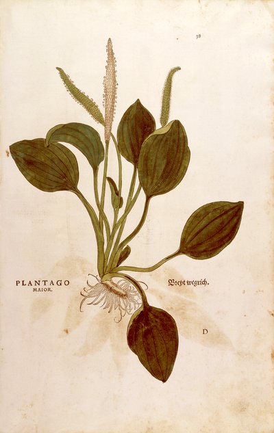 Plantain majeur - Plantago major, de De historia stirpium commentarii insignes (Notable Commentaries on the History of Plants) - Leonhard Fuchs