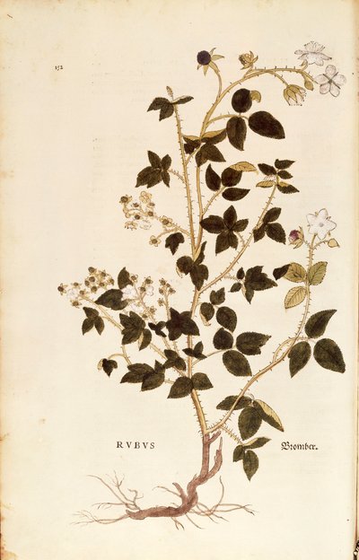 Planche : Ronce par Leonhart Fuchs de De historia stirpium commentarii insignes, gravure en couleur - Leonhard Fuchs