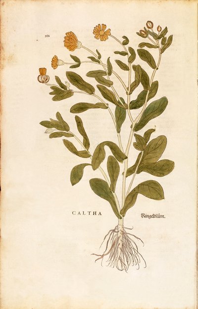 Souci officinal - Calendula officinalis par Leonhart Fuchs de De historia stirpium commentarii insignes, gravure en couleur - Leonhard Fuchs