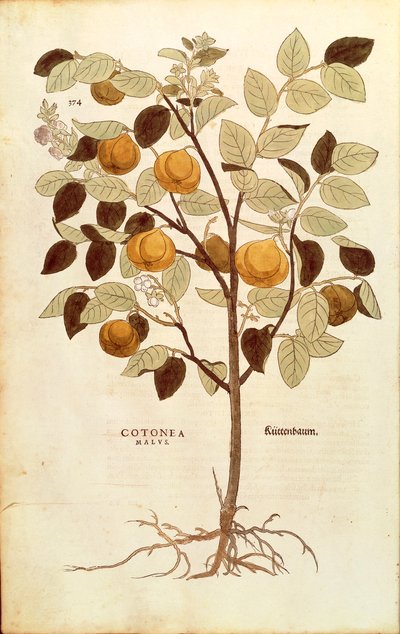 Cognassier - Cydonia oblonga par Leonhart Fuchs de De historia stirpium commentarii insignes, gravure en couleur - Leonhard Fuchs