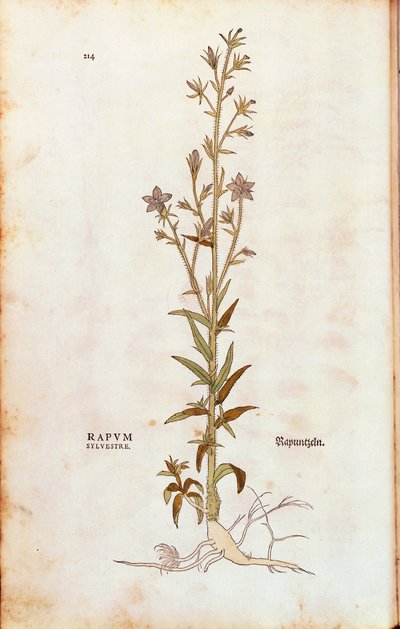 Campanule raiponce - Campanula rapunculus, de De historia stirpium commentarii insignes (Notable Commentaries on the History of Plants) - Leonhard Fuchs
