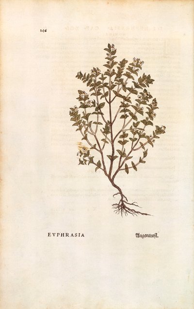 Euphraise rouge (Euphrasia officinalis) de De historia stirpium commentarii insignes, gravure en couleur - Leonhard Fuchs