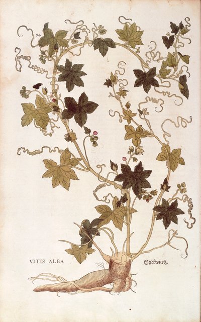 Bryone dioïque - Bryonia dioica, de De historia stirpium commentarii insignes (Notable Commentaries on the History of Plants) - Leonhard Fuchs