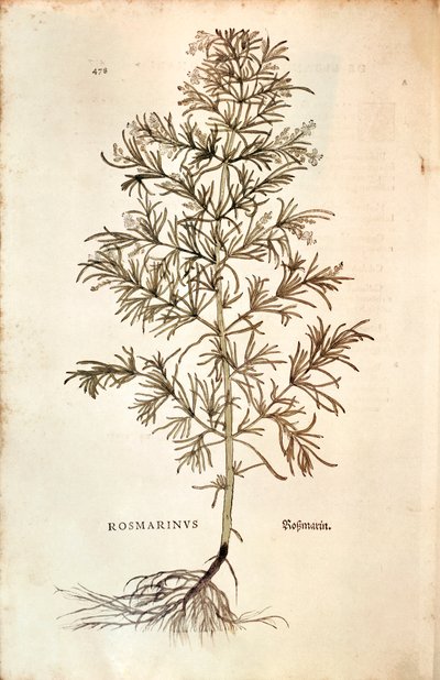 Romarin (Rosmarinus officinalis) - Leonhard Fuchs