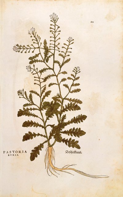 Capselle bourse-à-pasteur - Capsella bursa-pastoris, de De historia stirpium commentarii insignes (Notable Commentaries on the History of Plants) - Leonhard Fuchs