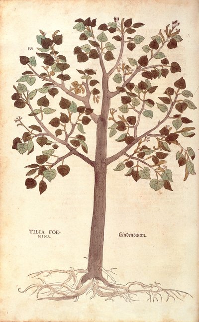 Tilleul à petites feuilles - Tilia cordata, de De historia stirpium commentarii insignes (Notable Commentaries on the History of Plants) - Leonhard Fuchs