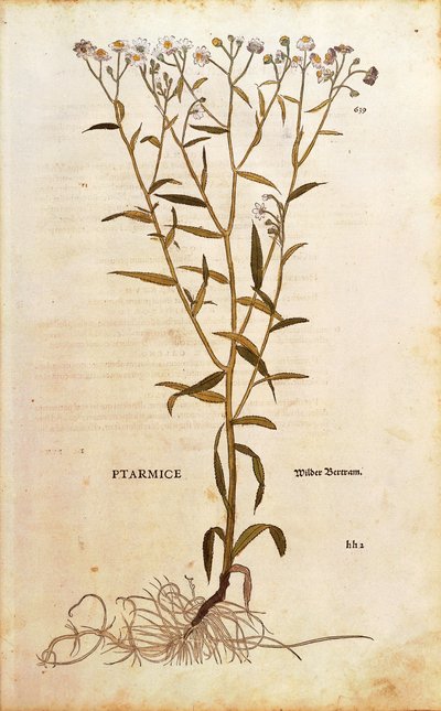 Achillée sternutatoire - Achillea ptarmica par Leonhart Fuchs de De historia stirpium commentarii insignes, gravure en couleur - Leonhard Fuchs