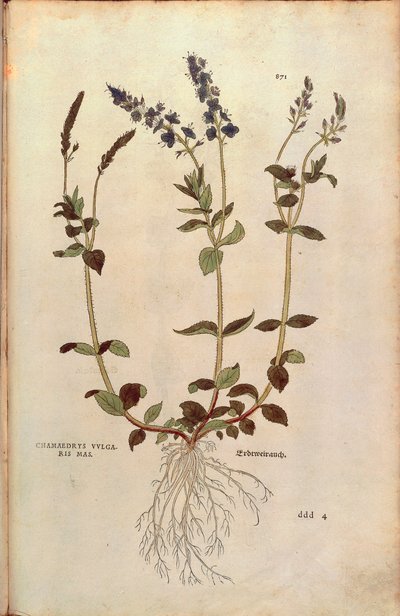 Véronique - Veronica officinalis ou Véronique bleue compacte - Veronica allionii (Chamaedrys vulgaris mas) de De historia stirpium commentarii insignes, gravure en couleur - Leonhard Fuchs