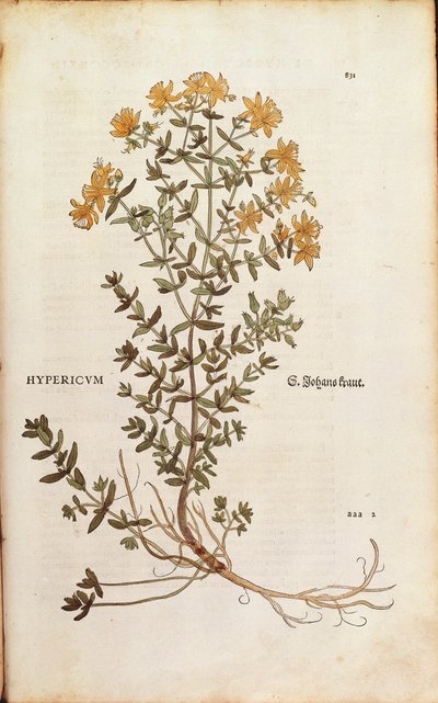 Millepertuis (Hypericum perforatum) de De historia stirpium commentarii insignes, gravure en couleur - Leonhard Fuchs