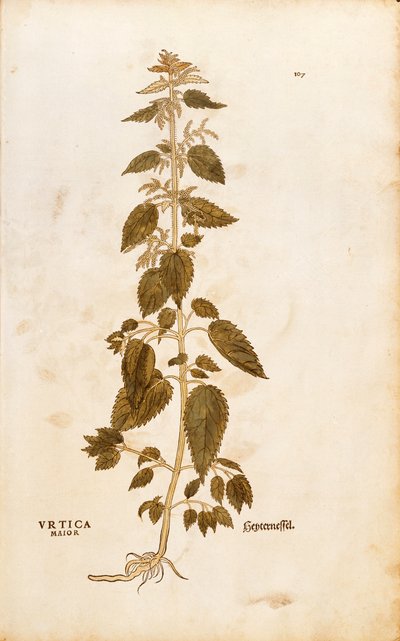 Ortie dioïque - Urtica dioica par Leonhart Fuchs de De historia stirpium commentarii insignes, gravure en couleur - Leonhard Fuchs