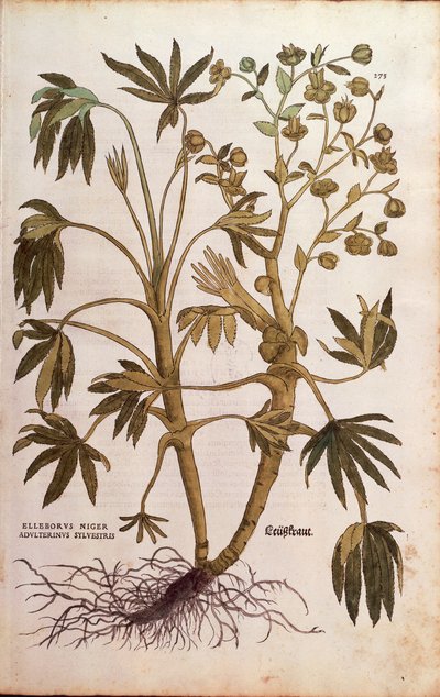 Hellébore fétide ou Herbe à la puce - Helleborus foetidus (Helleborus niger adulterinus sylvestris) de De historia stirpium commentarii insignes, gravure en couleur - Leonhard Fuchs