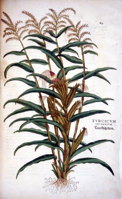 Le maïs - dans « De Historia Stirpium commentarii insignia » de Leonhart Fuchs - Leonhard Fuchs