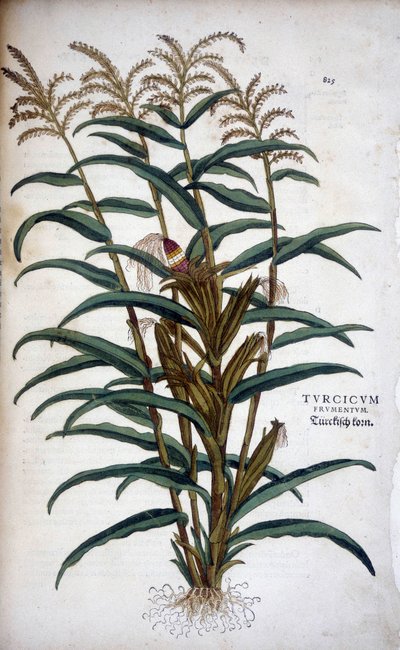 Turcicum Frumentum (Maïs) - dans « De Historia Stirpium commentarii insignes » par Leonhart Fuchs - Leonhard Fuchs