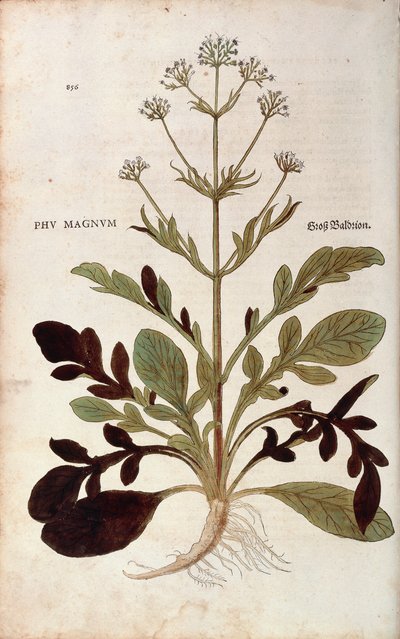 Valériane - Valeriana officinalis (Phu magnum) par Leonhart Fuchs de "De historia stirpium commentarii insignes" (Commentaires notables sur l